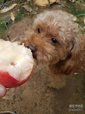 摘桃的季节开始了