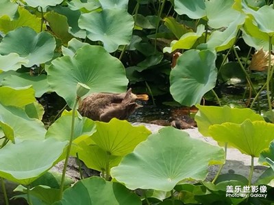水生物来一组