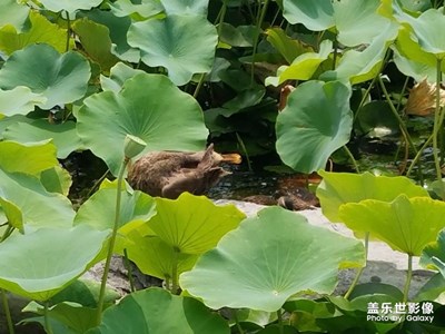 水生物来一组