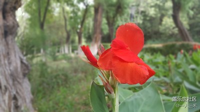 花？