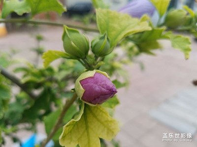 绽放与花蕾