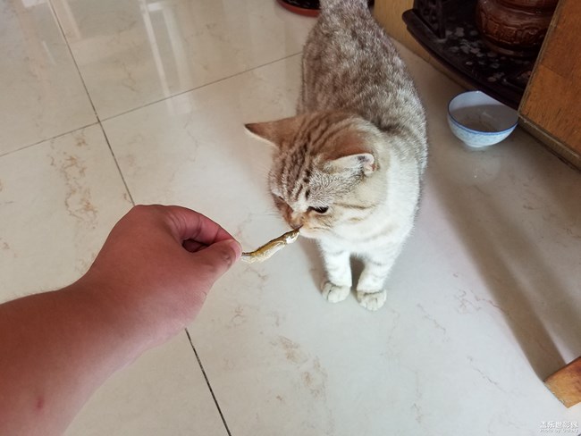 致我家的涡轮仔