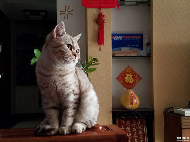 致我家的涡轮仔