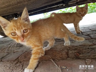 猫咪续集一组