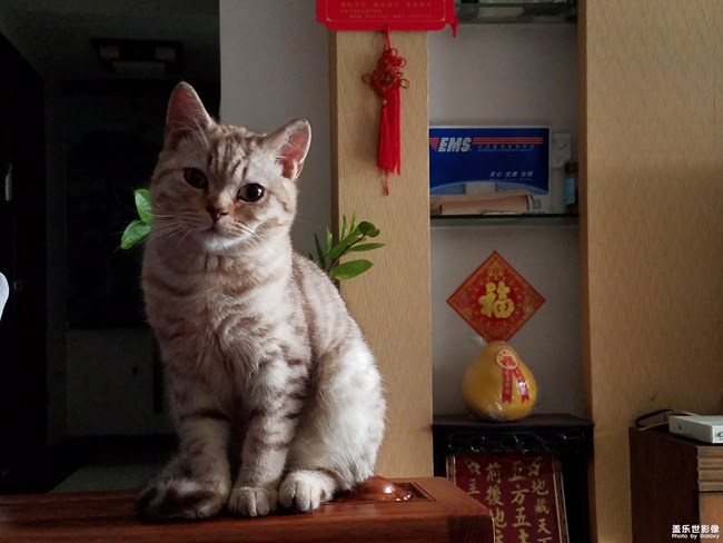 致我家的涡轮仔