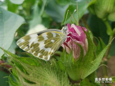 【盖乐世社区2周年-微距 】 +田园精灵