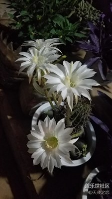【盖乐世社区2周年-微距  】+ 美丽的花