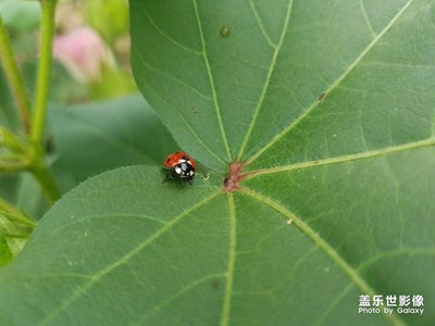 偶遇七星瓢虫起飞