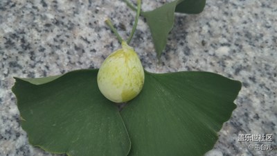 银杏