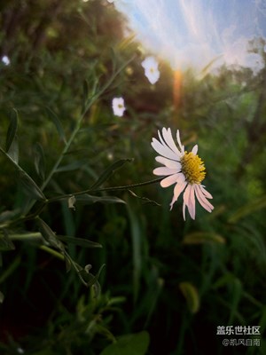 【盖乐世社区2周年-微距  】 +一朵小花一处风景