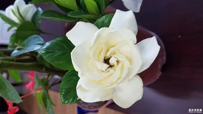 【盖乐世社区2周年-微距 】+可爱的小花