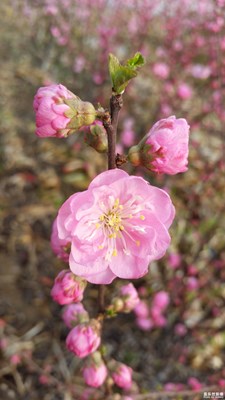 盖乐世社区2周年-微距  】+可爱的生灵