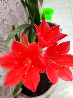 如约而至的紫根兰