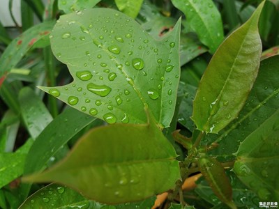 雨露