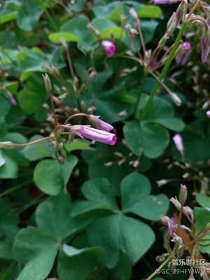 C5 Pro随手拍……