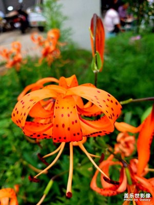 用镜头记录生活，小区随拍