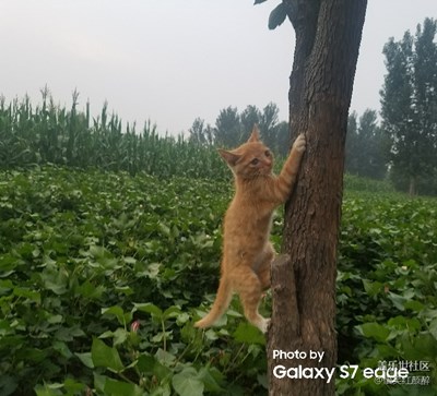 极速连拍之功夫猫咪