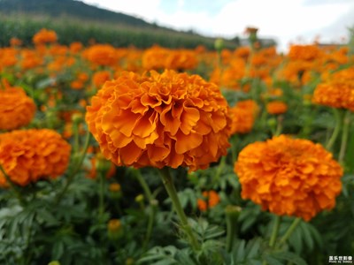 农民的致富花