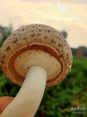 云淡风轻的日子 +采蘑菇