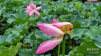 阴雨残荷