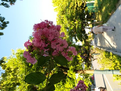 C7 Pro 拍摄   自动模式