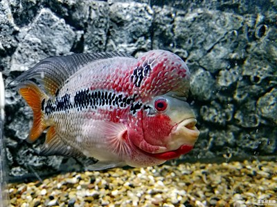海洋生物