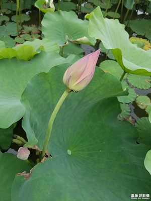 荷花·