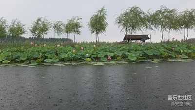 雨荷