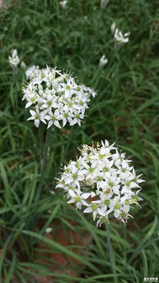 《致爱七夕》+岁月静好