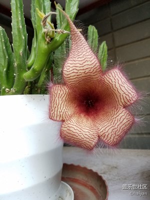 花儿