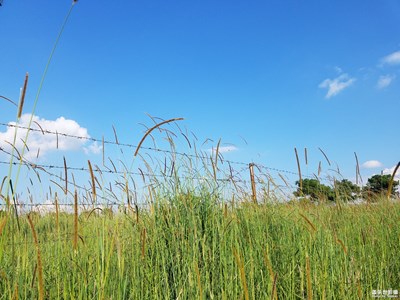 草原茫茫