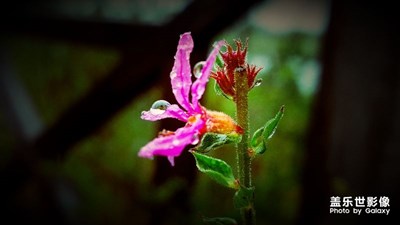 花雨露