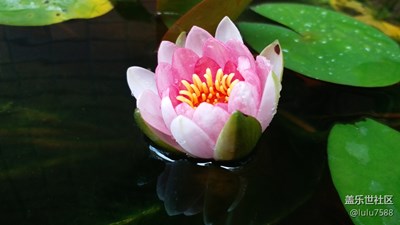 雨后的睡莲