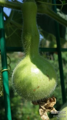 金刚葫芦娃