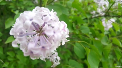 这个球球是什么花