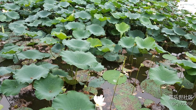 上海大观园一日游