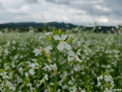 菜籽花