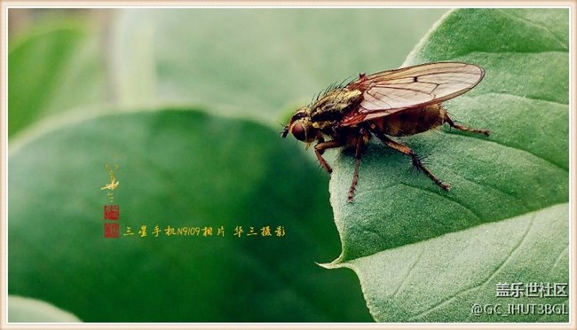 发几张本人用三星NOTE系列手机所拍的相片和书手的书法作品