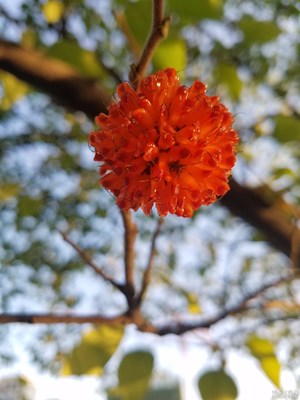 构树果实