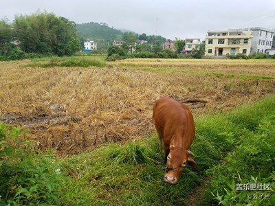 我的家乡