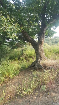 蓟州风景