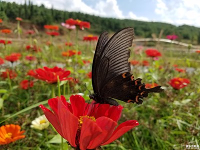 蝶舞花间