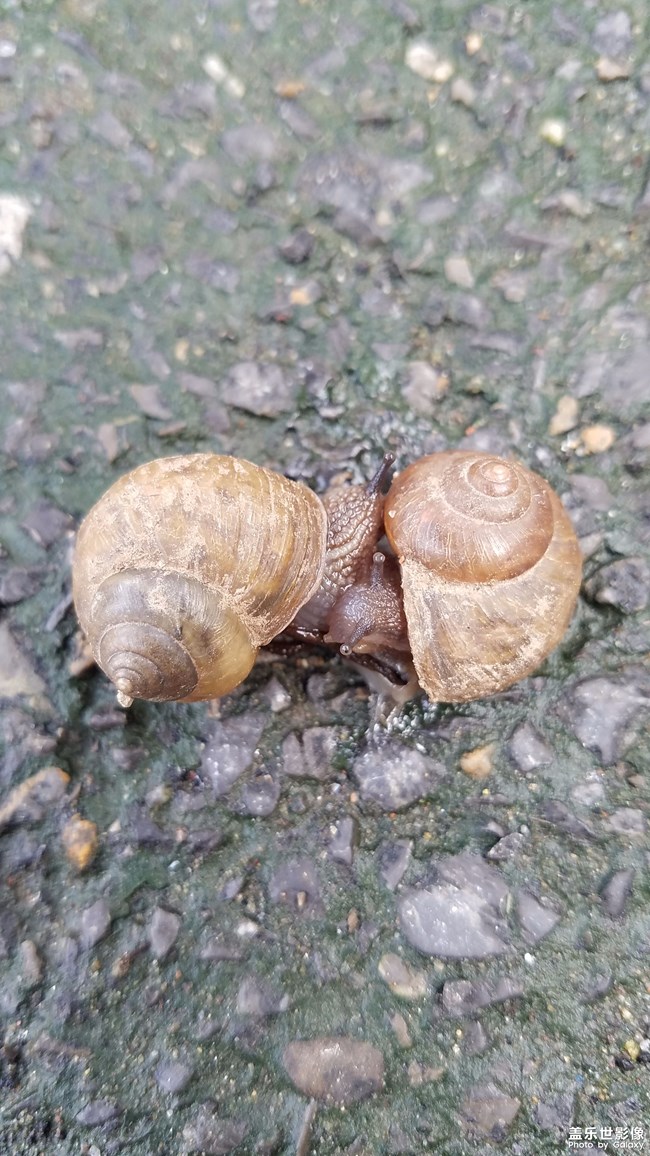 热恋的小蜗牛