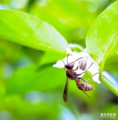 G9350拍微距一组