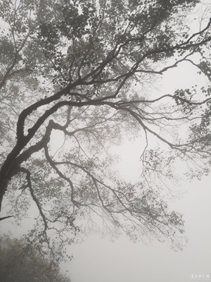 《吃喝玩乐》+  s7拍出水墨画的感觉