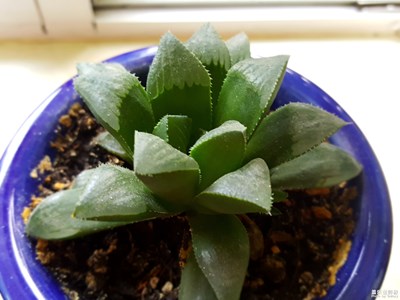 随便拍几张吧
