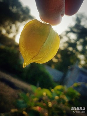 《吃喝玩乐》+玩，采菇娘儿