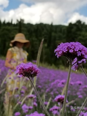 花漫云巅