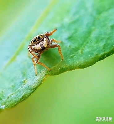 一场秋雨一场寒！一年中虫虫最后的日子！