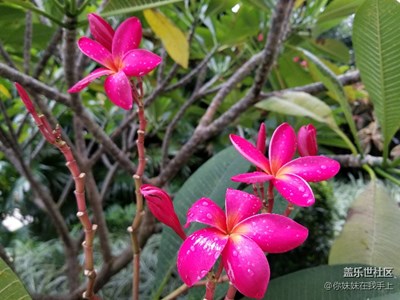 十一假期团圆季+那些花儿